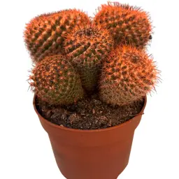 Orange Cactus